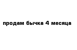 продам бычка 4 месяца